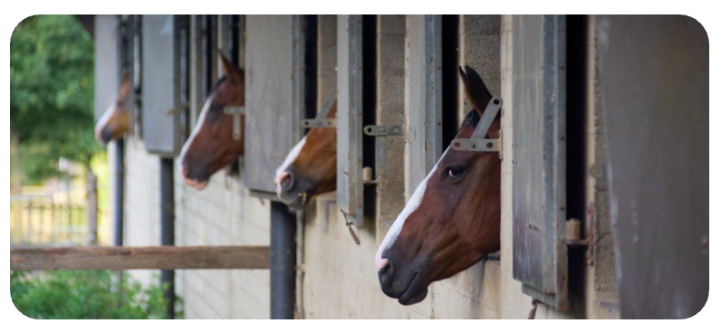 horses in stable